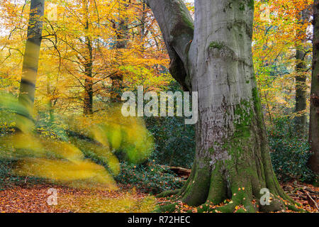 Herrenholz, Oldenburger Muensterland, Niedersachsen, Deutschland, (Fagus spec.), Oldenburger Münsterland Foto Stock