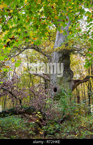 Foreste vergini Hasbruch, Hude, Bassa Sassonia, Germania Foto Stock