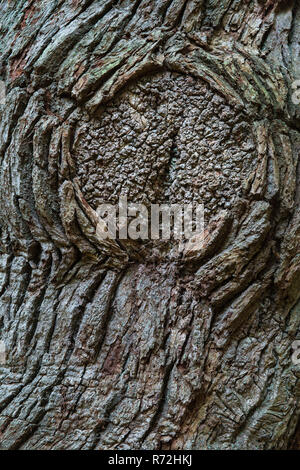 Albero di quercia, foreste vergini Hasbruch, Hude, Bassa Sassonia, Germania, (Quercus spec.) Foto Stock