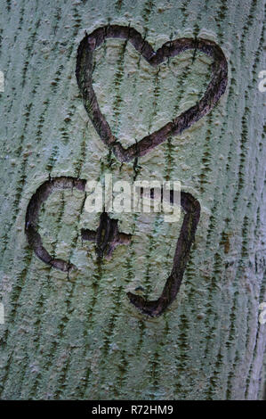 Il carving in corteccia di albero, Germania Foto Stock