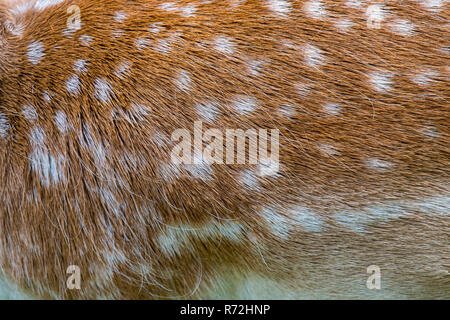 Damhirsch, Meclenburgo-Pomerania Occidentale, Deutschland, (Dama Dama) Foto Stock