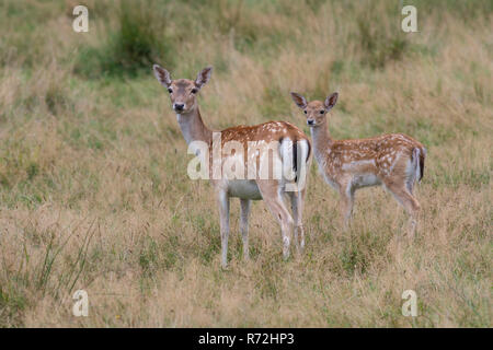 Damhirsch, Weibchen und Jungtier, Meclenburgo-Pomerania Occidentale, Deutschland, (Dama Dama) Foto Stock