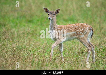 Damhirsch, Jungtier, Meclenburgo-Pomerania Occidentale, Deutschland, (Dama Dama) Foto Stock