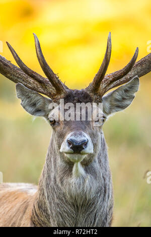 Rothirsch, maennlich, Meclenburgo-Pomerania Occidentale, Deutschland, (Cervus elaphus) Foto Stock