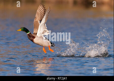 Il Germano Reale, drake, Bassa Sassonia, Germania, (Anas platyrhynchos) Foto Stock