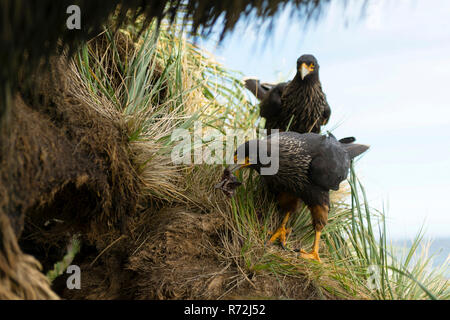 Sealion Isola, Isole Falkland, Regno Unito, caracaras striato, coppia a nido, (Phalcoboenus australis) Foto Stock