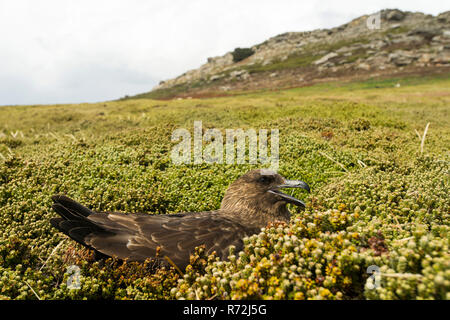 Isola di carcassa, Isole Falkland, Regno Unito, sub antartiche, skua (Stercorarius antarcticus) Foto Stock