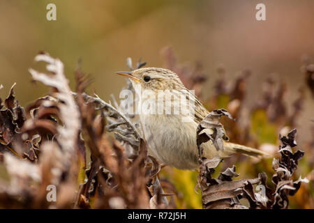 Isola di ghiaia, Isole Falkland, Regno Unito, Erba wren (Cistothorus platensis) Foto Stock