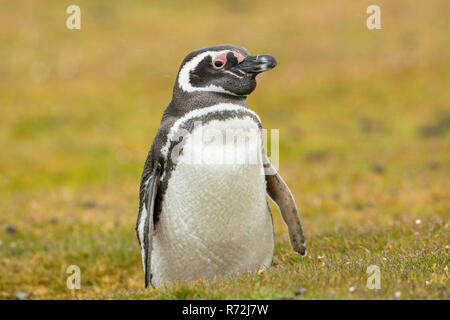 Isola di carcassa, Isole Falkland, Regno Unito, Magellanic penguin, (Spheniscus magellanicus) Foto Stock