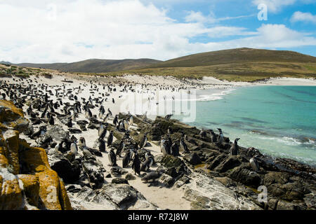 Punto di volontari, Isole Falkland, Regno Unito, Sud America, Gentoo Penguin, colonia, (Pygoscelis papua) Foto Stock