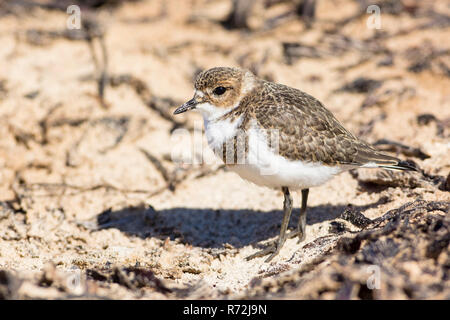 Sealion Isola, Isole Falkland, Regno Unito, due-nastrare plover, giovane uccello, (Charadrius falklandicus) Foto Stock