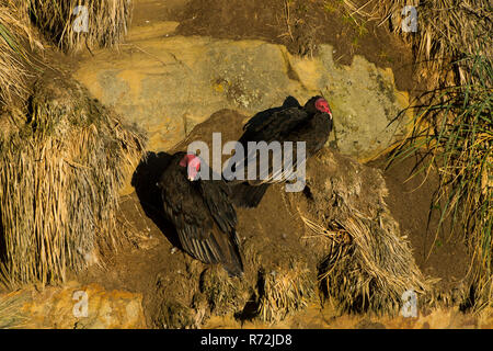 Saunders Island, Isole Falkland, Regno Unito, Turchia avvoltoio, (Cathartes aura) Foto Stock