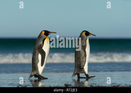 Punto di volontari, Isole Falkland, Regno Unito, Sud re pinguini, sulla spiaggia, (Aptenodytes patagonicus) Foto Stock