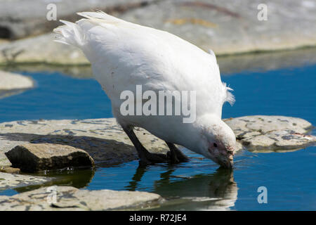 Saunders Island, Isole Falkland, Regno Unito, sheathbill nevoso, (Chionis alba) Foto Stock