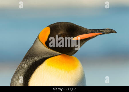 Punto di volontari, Isole Falkland, Regno Unito, Sud re pinguino, (Aptenodytes patagonicus) Foto Stock