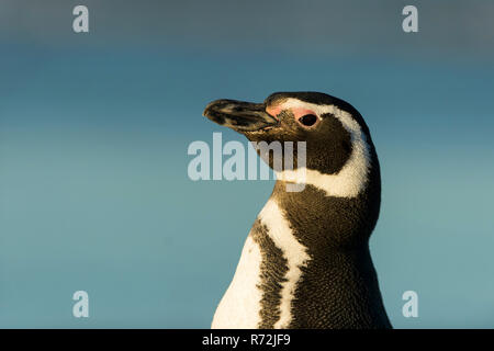 Punto di volontari, Isole Falkland, Regno Unito, Magellanic penguin, (Spheniscus magellanicus) Foto Stock