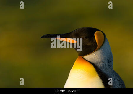 Punto di volontari, Isole Falkland, Regno Unito, Sud re pinguino, (Aptenodytes patagonicus) Foto Stock