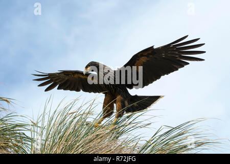 Sealion Isola, Isole Falkland, Regno Unito, caracara striato, (Phalcoboenus australis) Foto Stock