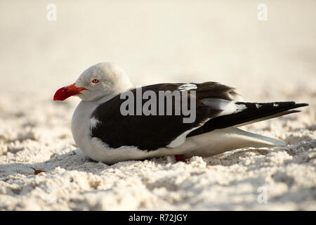 Punto di volontari, Isole Falkland, Regno Unito, Dolphin gabbiano, (Leucophaeus scoresbii) Foto Stock