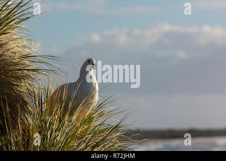 Sealion Isola, Isole Falkland, Regno Unito, oca Kelp, maschio, in Tussock erba, (Chloephaga hybrida) Foto Stock