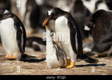 Punto di volontari, Isole Falkland, Regno Unito, Sud America, pinguini di Gentoo, colonia, (Pygoscelis papua) Foto Stock