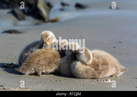 Isola di carcassa, Isole Falkland, Regno Unito, altopiano d'oca, Magellan goose, goslings, (Chloephaga picta) Foto Stock