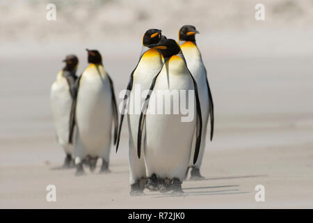 Punto di volontari, Isole Falkland, Regno Unito, Sud re pinguini, sulla spiaggia, (Aptenodytes patagonicus) Foto Stock