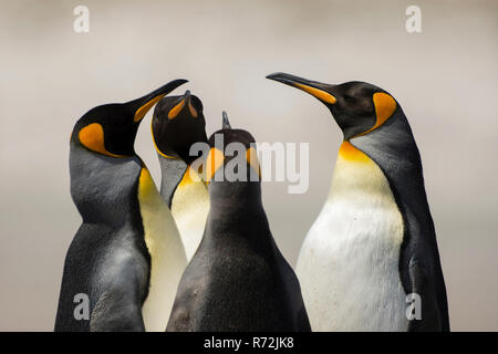 Punto di volontari, Isole Falkland, Regno Unito, Sud re pinguini, gruppo (Aptenodytes patagonicus) Foto Stock