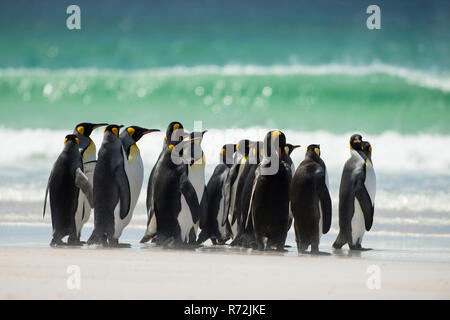Punto di volontari, Isole Falkland, Regno Unito, Sud re pinguini, (Aptenodytes patagonicus) Foto Stock