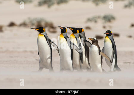 Punto di volontari, Isole Falkland, Regno Unito, Sud re pinguino, (Aptenodytes patagonicus) Foto Stock