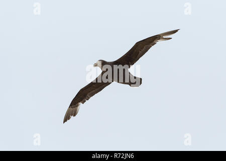 Isola di ghiaia, Isole Falkland, Regno Unito, Giant petrel, (Macronectes giganteus) Foto Stock