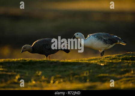 Isola di carcassa, Isole Falkland, Regno Unito, altopiano d'oca, Magellan goose (Chloephaga picta) Foto Stock