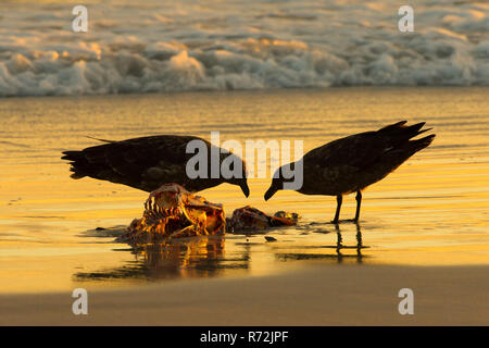 Punto di volontari, Isole Falkland, Regno Unito, sub antartiche stercorari, (Stercorarius antarcticus) Foto Stock