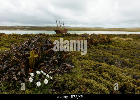 Stanley, Isole Falkland, Regno Unito, relitto, naufragio Lady Elizabeth Foto Stock