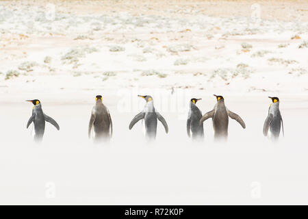 Punto di volontari, Isole Falkland, Regno Unito, Sud re pinguini, (Aptenodytes patagonicus) Foto Stock