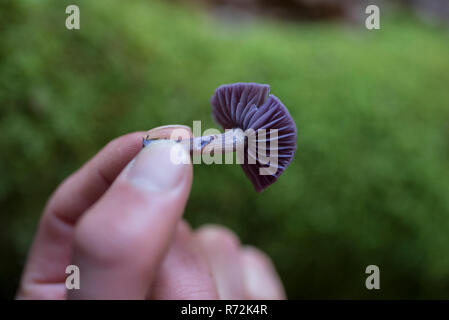 Ametista Deciever, Baden-Wuerttemberg, Heilbronn-Franconia, Germania (Laccaria amethystina) Foto Stock