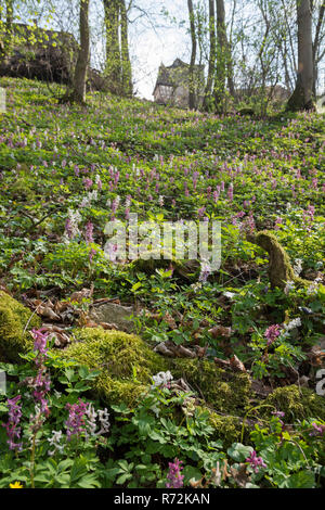 Hollowroot, kuenzelsau, hohenlohe regione, Baden-Wuerttemberg, Heilbronn-Franconia, Germania (Corydalis cava) Foto Stock