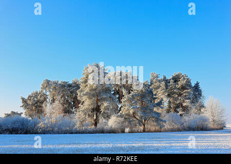 Alberi, inverno, Alta Svevia, Germania Foto Stock