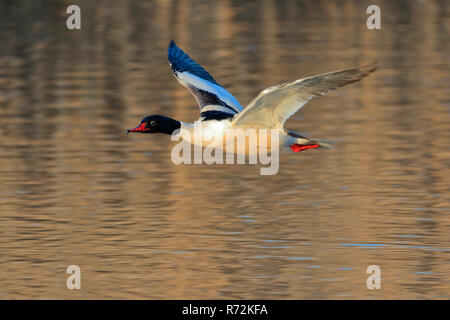 Common merganser, Alta Svevia, Germania (Mergus merganser) Foto Stock