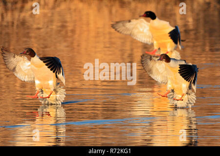 Common merganser, Alta Svevia, Germania (Mergus merganser) Foto Stock