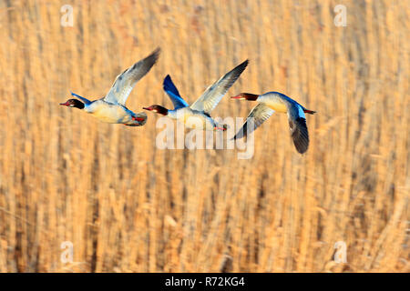 Common merganser, Alta Svevia, Germania (Mergus merganser) Foto Stock