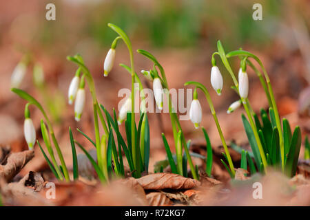 Il simbolo del fiocco di neve di primavera,natura Parco Danubio superiore, Germania (Leucojum vernum) Foto Stock
