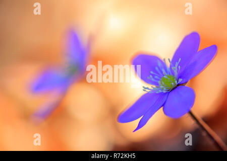 Liverleaf, Germania (Hepatica nobilis) Foto Stock