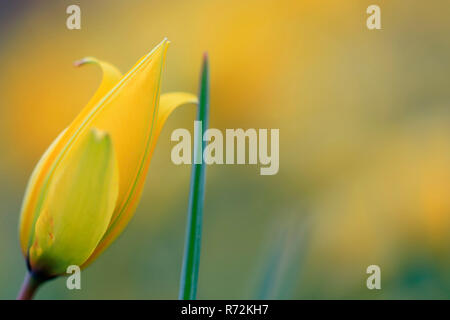 Tulip fiorentina, Germania (Tulipa sylvestris) Foto Stock