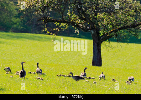 Grey Goose e goslings, Zielfinger visto, natura Parco Danubio superiore, Germania (Anser anser) Foto Stock