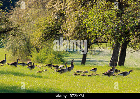 Grey Goose e goslings, Zielfinger visto, natura Parco Danubio superiore, Germania (Anser anser) Foto Stock