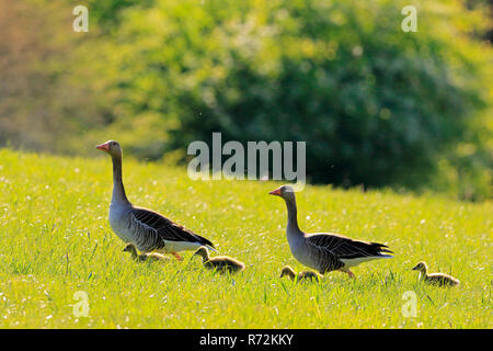 Grey Goose e goslings, Zielfinger visto, natura Parco Danubio superiore, Germania (Anser anser) Foto Stock