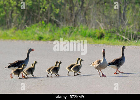 Grey Goose e goslings, Zielfinger visto, natura Parco Danubio superiore, Germania (Anser anser) Foto Stock