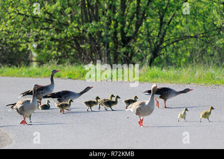 Grey Goose e goslings, Zielfinger visto, natura Parco Danubio superiore, Germania (Anser anser) Foto Stock