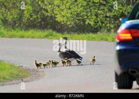 Grey Goose e goslings, Zielfinger visto, natura Parco Danubio superiore, Germania (Anser anser) Foto Stock